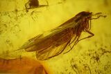 Detailed Micromoth (Microlepidoptera) In Baltic Amber #207480-3